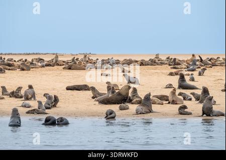 Cape fur seals on a beach on a sand bank in Walvis Bay  in the Namib Desert, Namibia, Africa Stock Photo