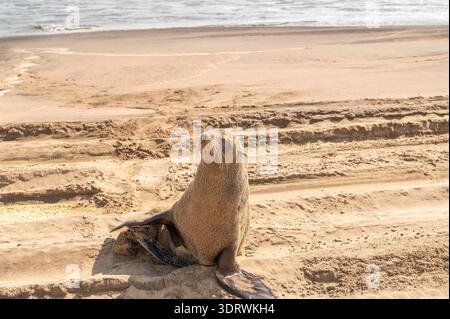 Cape fur seal on a beach in the Namib Desert, Namibia, Africa Stock Photo