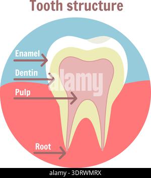 Dental tooth structure. Medical diagram of the structure of human tooth Stock Vector