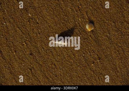 Natural seashells on wet sand near shoreline, minimal detail. Concept: coastal ecology. Stock Photo