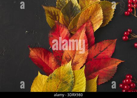 Collage of Autumn Leaves and Berries Arranged on a Dark Background Stock Photo