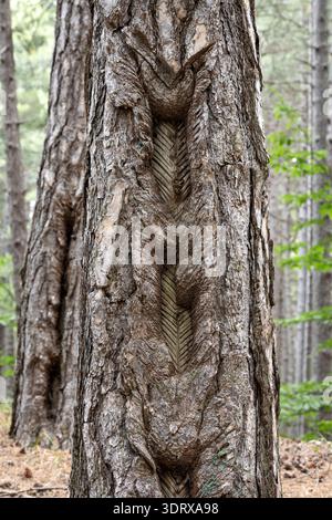 An old pine tree that has been tapped for its resin. This was once a profitable business in the forests on the slopes of Mount Etna, Sicily, Italy Stock Photo