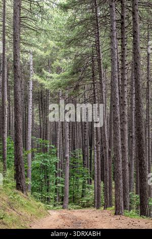 In the quiet pine forests of Ragabo, high on the slopes of Mount Etna, Sicily, Italy Stock Photo