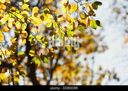 Colorful Leaves Create a Striking Collage in a Seasonal Display of Nature in Autumn Stock Photo