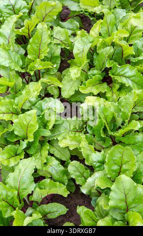 Beet plantation. Young beets grow in the garden. Leaves of growing beets. Organic farming. Stock Photo