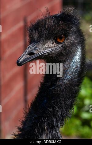 Close-up of Dromaius novaehollandiae - Emu bird photographed in captivity at an animal refuge. Stock Photo