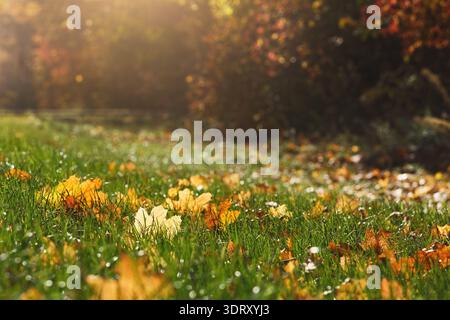 Colorful Leaves and Grass Create a Vibrant Scene in a Park During Autumn Season Stock Photo
