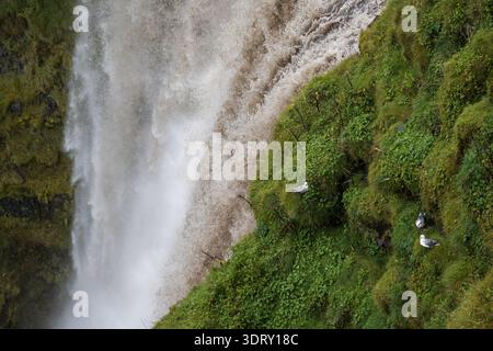 Seagulls Resting on Mossy Cliffs Beside a Powerful Icelandic Waterfall in a Dramatic Natural Landscape Stock Photo