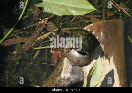 Turtles in a marshy area in Maryland, USA Stock Photo