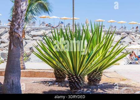 Beautiful view of tropical agave plant near sunny beach resort with people sunbathing on lounge chairs. Grand Canaria. Spain. Stock Photo