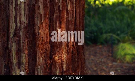 Vertical brown rough redwood tree bark surface with deep cracks stands in a park in Los Angeles, California, on a summer day. Stock Photo