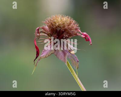 Close up of a crimson or dark pink bee balm or wild bergamot flower that has lost most of it petals and is encased in a spider web. Photographed with Stock Photo