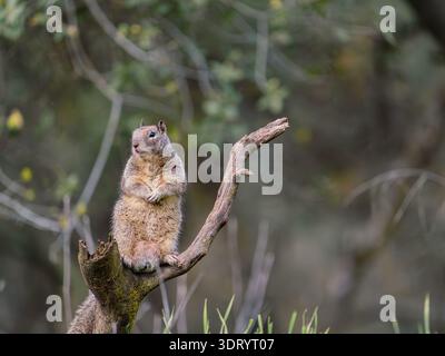 Squirrel resting on a diagonal dead tree branch Stock Photo