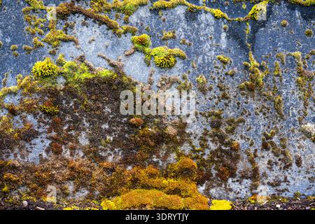 A rock covered in moss and lichen. The moss is green and yellow. The rock is dirty and has a rough texture Stock Photo