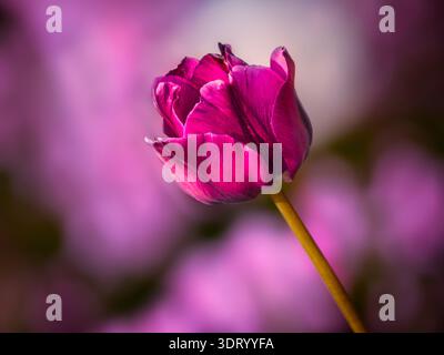 Single deep purple tulip (Tulipa) in close-up with soft pink bokeh background, Hamilton, Ontario. Stock Photo