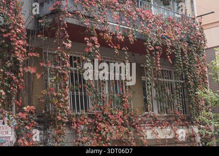 Plants grow on building in a city Stock Photo