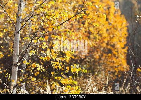 Autumn Leaves Create a Colorful Collage in a Natural Setting During a Sunny Day Stock Photo