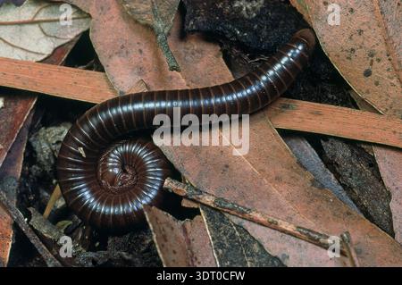 A BROWN RAINFOREST MILLIPEDE FEEDING ON FOREST LEAF MATTER, AUSTRALIA. THEY FEED ON ROTTING WOOD, DECAYING LEAF MATTER AND FUNGI. AUSTRALIA. Stock Photo
