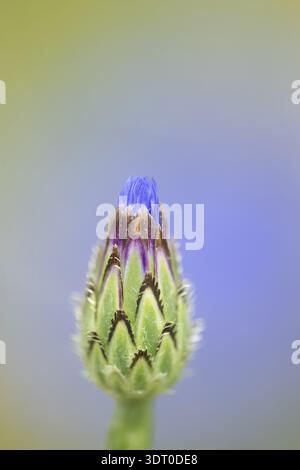 Common cornflower (Centaurea cyanus) single blue wildflower flower in summer, Suffolk, England, United Kingdom Stock Photo