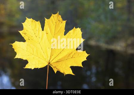 The single leaf glows yellow in the sun, maple (acer), Saxony, Germany Stock Photo