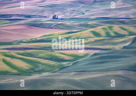 Green rolling hills of farmland wheat fields seen from the Palouse washington Stock Photo