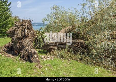 Willow fallen by a storm Stock Photo