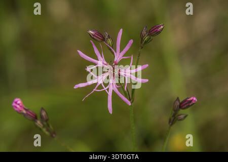 Cuckoo light carnation 'Lychnis flos-cuculi' Stock Photo