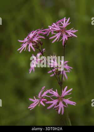 Cuckoo light carnation 'Lychnis flos-cuculi' Stock Photo