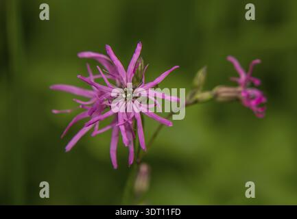 Cuckoo light carnation 'Lychnis flos-cuculi' Stock Photo
