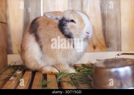 A ginger and white rabbit with black markings sits in a wooden cage with fresh green grass and a metal bowl visible pet care domestic animal husbandry Stock Photo