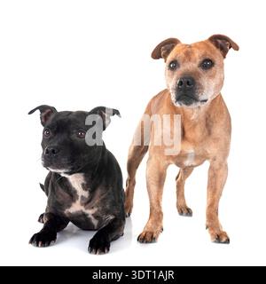 staffordshire bull terriers in front of white background Stock Photo