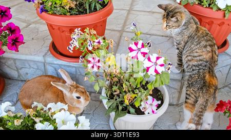A brown decorative Easter bunny hides sitting among pots of petunias. A playful Tabby kitten sits in ambush and watches a hiding rabbit. The hunting Stock Photo