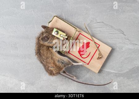 Dead mouse caught in mousetrap in house on grey slate background. Сoncept of controlling spread of mice. Stock Photo
