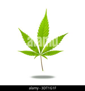 Cannabis hemp leaf isolated on white background Stock Photo
