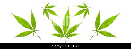 Hemp leaves on dark brown wooden vintage background. Cannabis concept banner Stock Photo