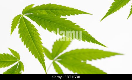 Cannabis plant leaf closeup on light neutral background with copy space. Hemp leaves flying, flying Stock Photo