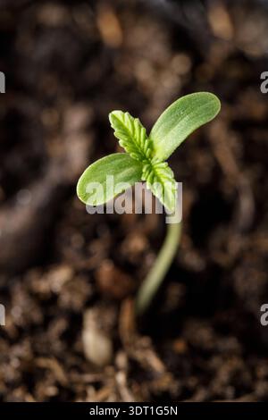 Young growing medical hemp plant from sprouted seeds  closeup in a black container pot. Cultivation cannabis concept Stock Photo