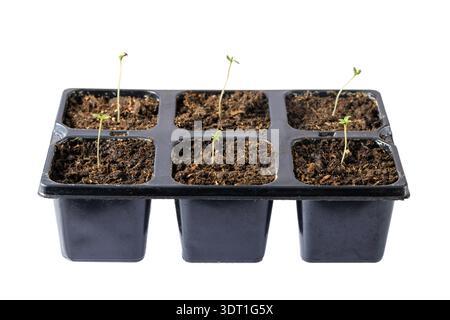 Young growing medical cannabis plants from sprouted seeds in a black container pot isolated on white. Cultivation hemp concept Stock Photo