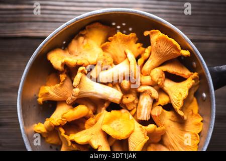 Raw chanterelles in a metal colander ready for cleaning and cooking. Forest mushrooms, autumn harvest, natural ingredients Stock Photo