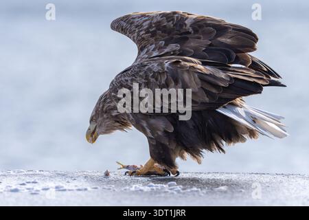 White tailed Eagle Portrait Eating Prey Icy Habitat Stock Photo