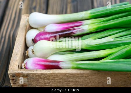 Fresh green onions in wooden box on textured wooden background, natural light. Young scallions close perspective, healthy organic produce Stock Photo