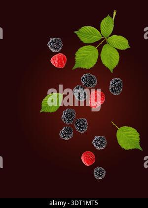 Fresh blackberries dewberries and raspberries with leaves flying falling isolated on dark red background Stock Photo