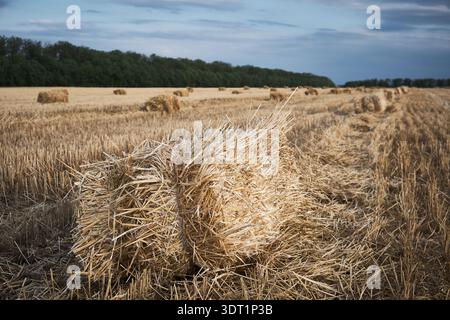 Harvested Wheat Field with Straw Rows Under Dramatic Sky Stock Photo