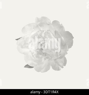 Beautiful soft white peony flower isolated on light background. Trendy color of 2026 year Cloud Dancer. Stock Photo