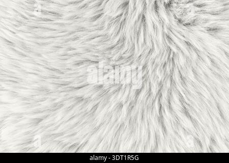 Natural sheepskin fur texture as background in trendy color 2026 year Cloud Dancer. Detail of sheep skin fur rug. Stock Photo