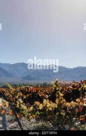 A mountain range with a clear blue sky and a few clouds. The mountains are covered in vines and the sky is bright and sunny Stock Photo