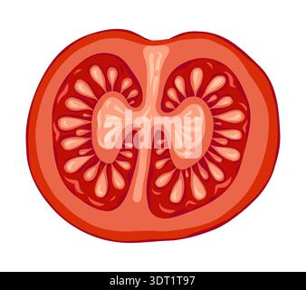 Tomato Cherry slice vector illustration top view for nature design. Red circle vegetable in cartoon style with botanical look. Great for Italian menu and restaurant template or organic farm graphic. Stock Vector