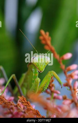A detailed macro photograph of a green mantis perched on colorful flowering plants, showcasing its intricate features and vivid colors in a natural se Stock Photo