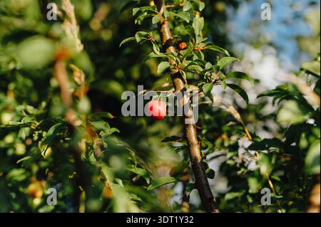 Single Ripe Mirabelle Plum Hanging on Tree in Sunlit Orchard Stock Photo