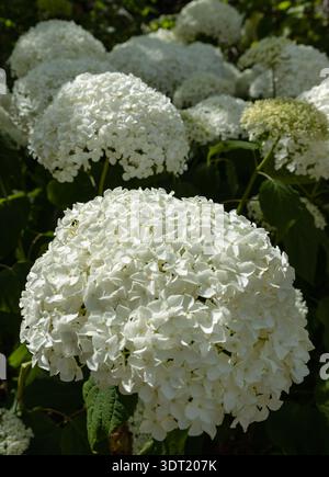 Renowned as the smooth hydrangea, this hardy deciduous shrub offers a dramatic garden presence, unfurling clusters of blossoms that transition from a Stock Photo